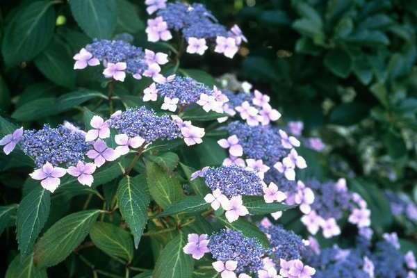 hortensia blomst farge