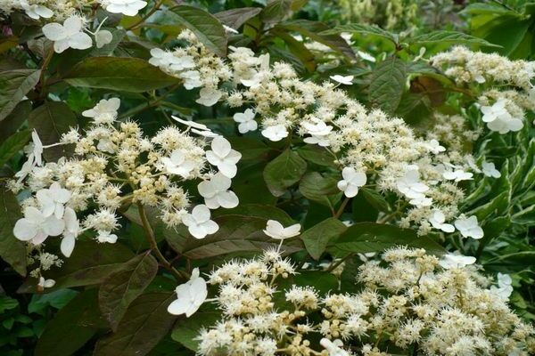 Hidrangea Bretschneider