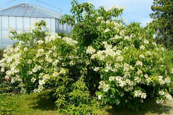 Hidrangea Bretschneider