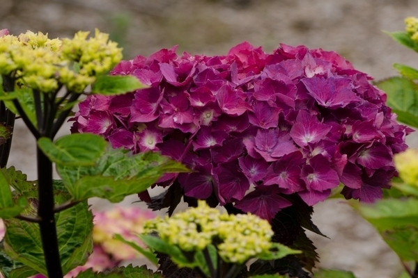 couleur de la fleur d'hortensia