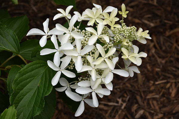 Hortensia Grande Étoile