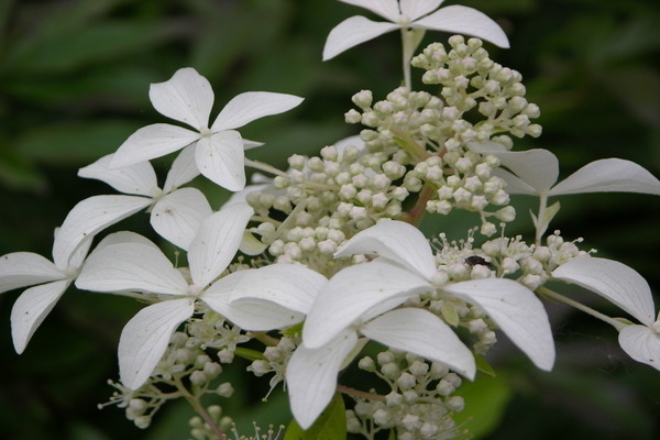 Hortensia Great Star