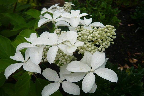 Bintang Hebat Hydrangea