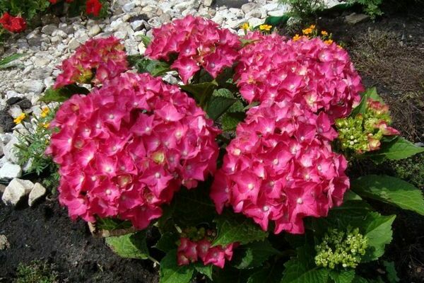 hidrangea merah panas