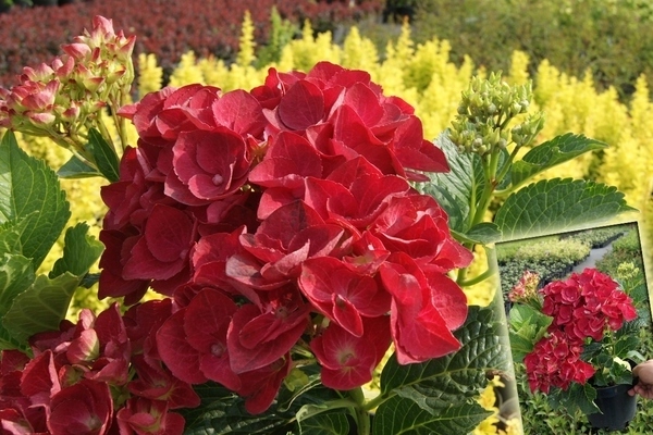 hidrangea merah panas