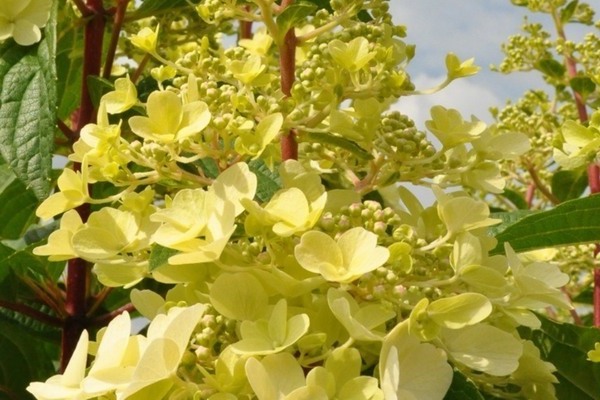 Candélite d'hortensia