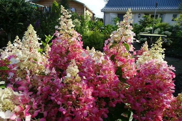 Candélite d'hortensia