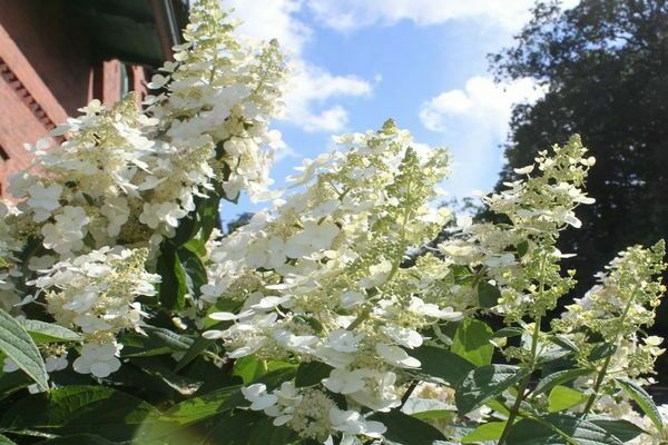Hoa cẩm tú cầu Kiushu paniculata
