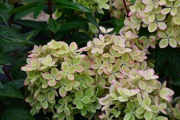 Hortensia Vert Pastel