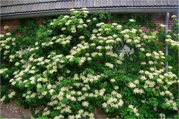 Klatring hortensia