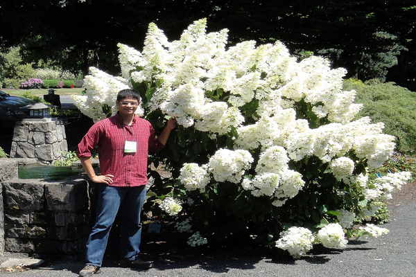 Hortensia isbjørn foto