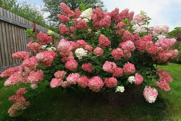 Frites du dimanche à l'hortensia