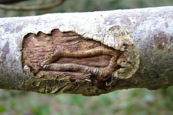 гъбички + на ствола на ябълково дърво