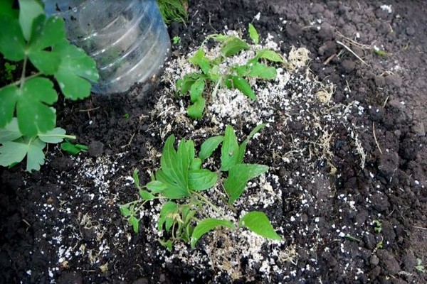 clematis chania beskrivelse