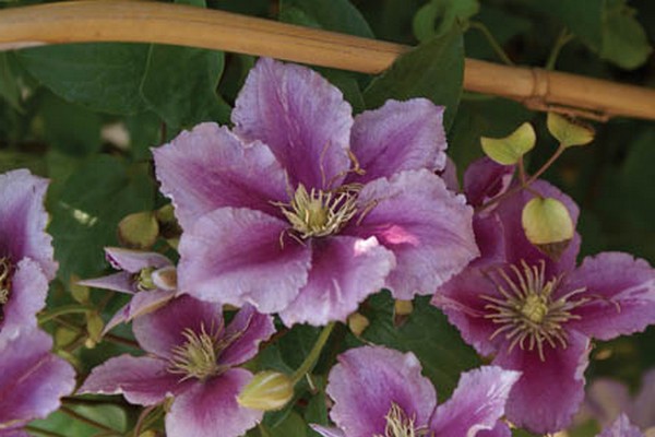 mô tả clematis chania