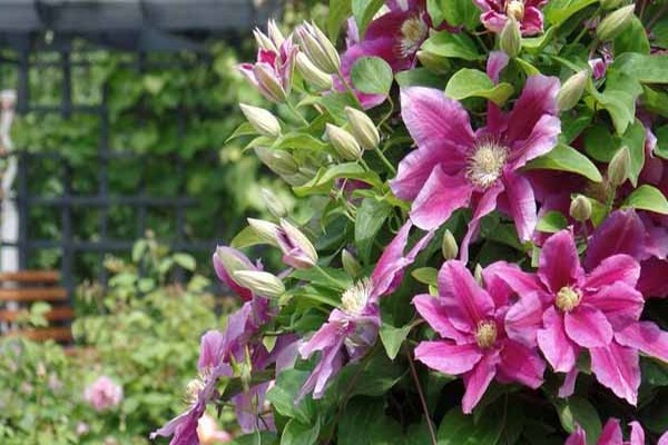 clematis hania các bức ảnh