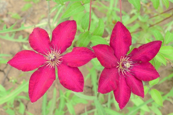 clematis hania bilder