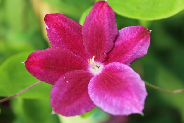 clematis hania photo + และคำอธิบาย