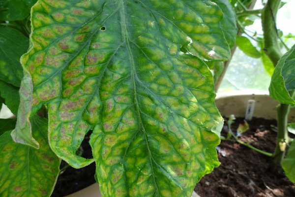 chlorosis of tomato leaves