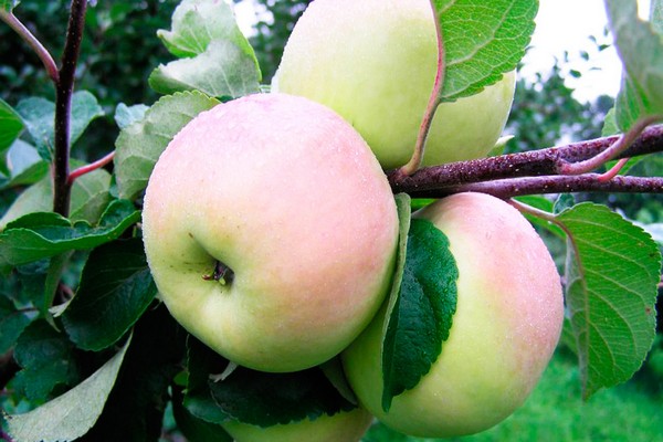 đánh giá cây táo imrus
