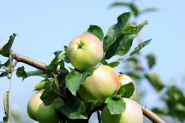 Mô tả cây táo imrus