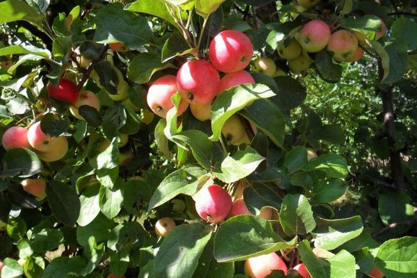 Đánh giá mô tả cây táo imrus
