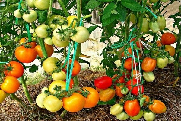 كيف نزرع الطماطم