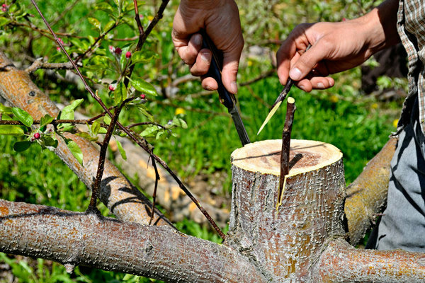 Cara menanam pokok epal