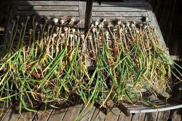 how to dry garlic