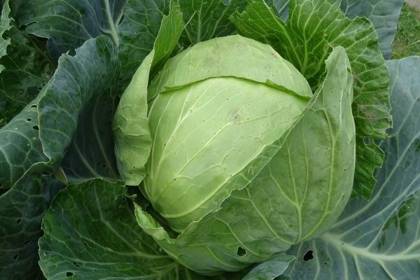 cabbage megaton f1 photo