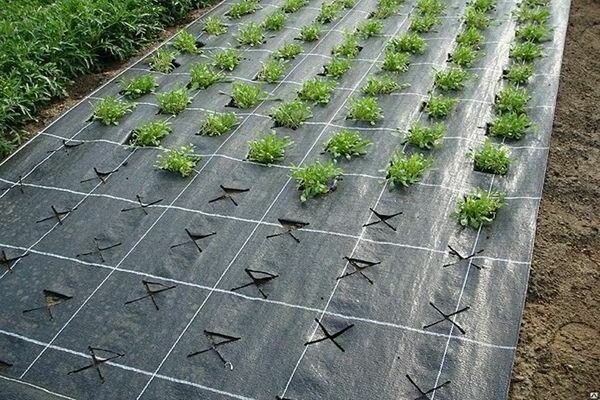 preparation of beds for strawberries
