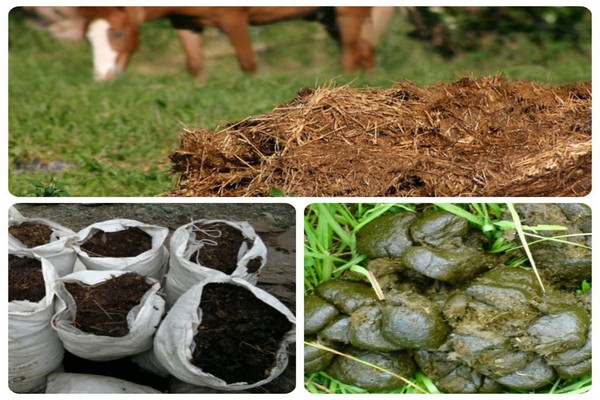 horse manure + as fertilizer + how to apply