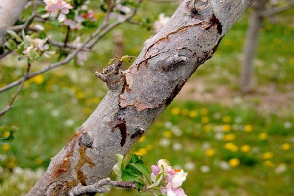 bark cracks + on an apple tree