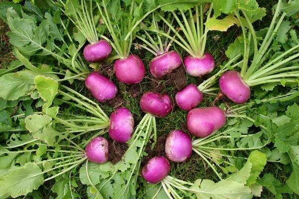 forage turnip