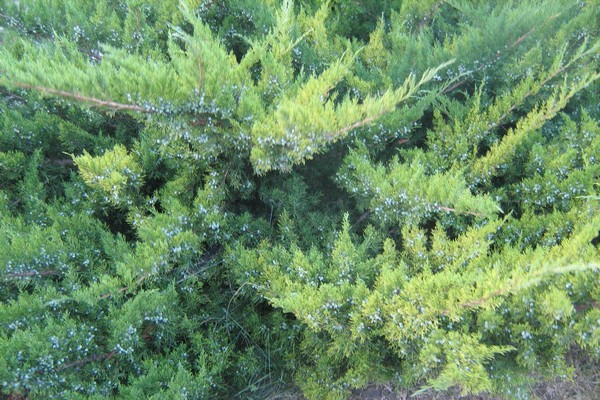 Ubat juniper Crimean