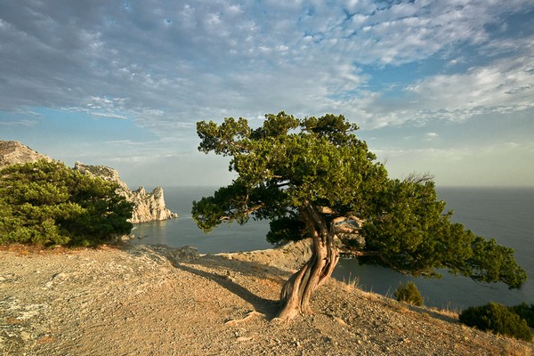 sifat juniper Crimean