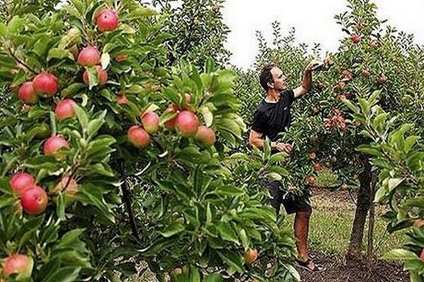 avis sur la légende du pommier