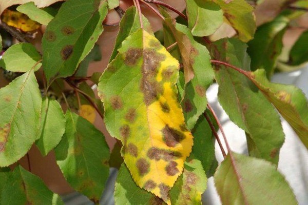 Les feuilles de pommier jaunissent en été