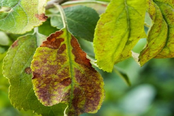 les feuilles du pommier jaunissent + et tombent