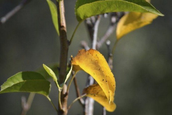 daun pokok epal bertukar menjadi kuning + dan gugur