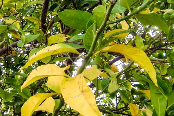 mengapa daun menjadi kuning + di pokok epal