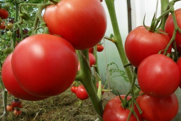 caractéristique de l'amour des tomates