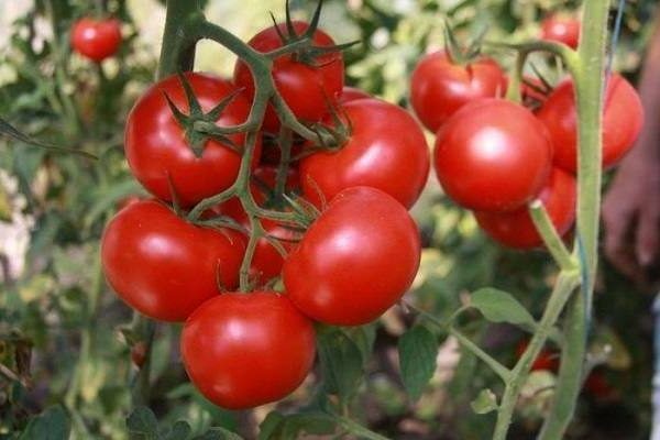 Amour de qualité de tomates