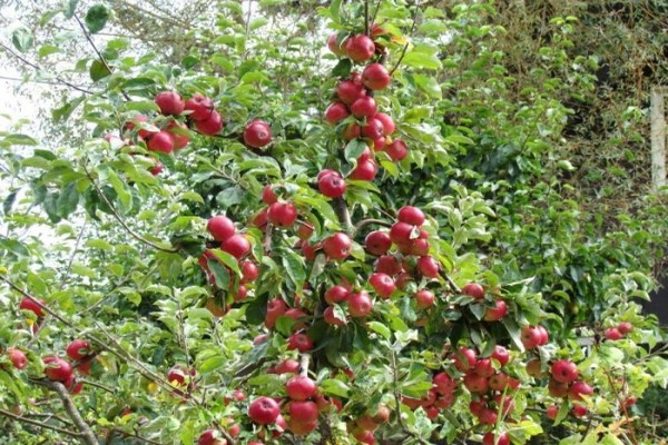 avis sur le miel de pommier