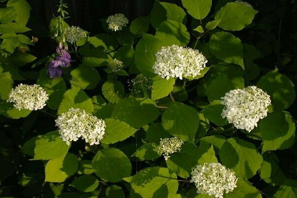 petites inflorescences