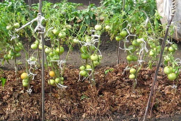 mulching tomatoes in the greenhouse