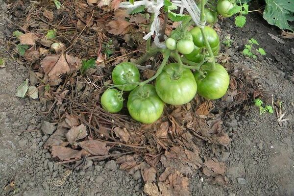 mulsa tomato di rumah hijau dengan rumput yang dipotong