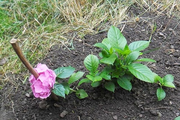 hoa cẩm tú cầu + ở Urals chăm sóc + và trồng