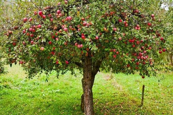 الوردي صب الاستعراضات شجرة التفاح
