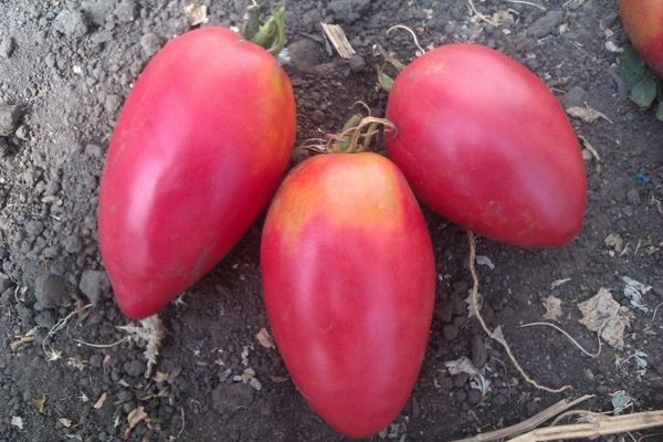 keterangan nastenka tomato